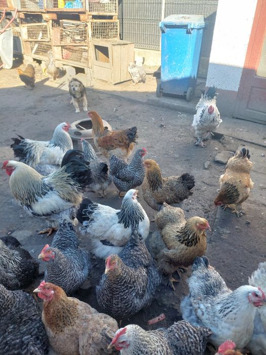 Brahma de vanzare și oua