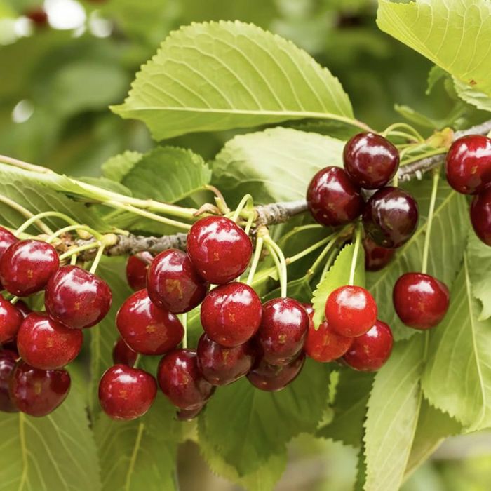 Pomi Fructiferi Columnari (Cireș)