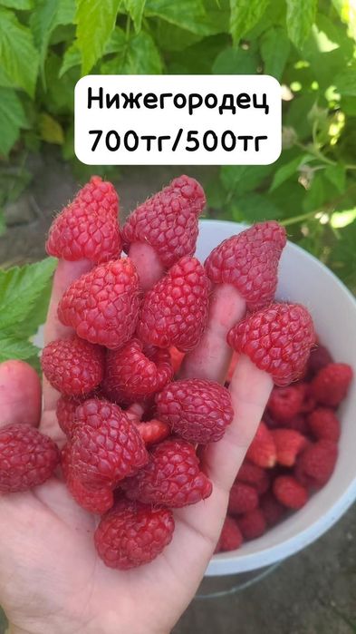 Саженцы малины ремонтантных сортов