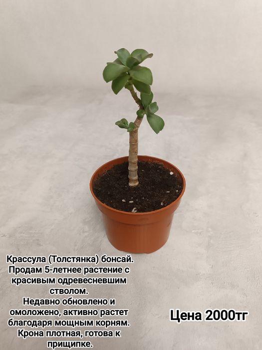 Комнатные цветы суккуленты