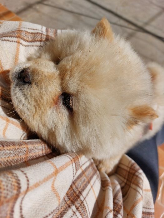 Продаётся чау чау