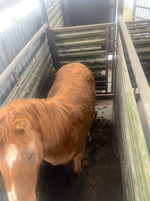 Сатылады полторашка