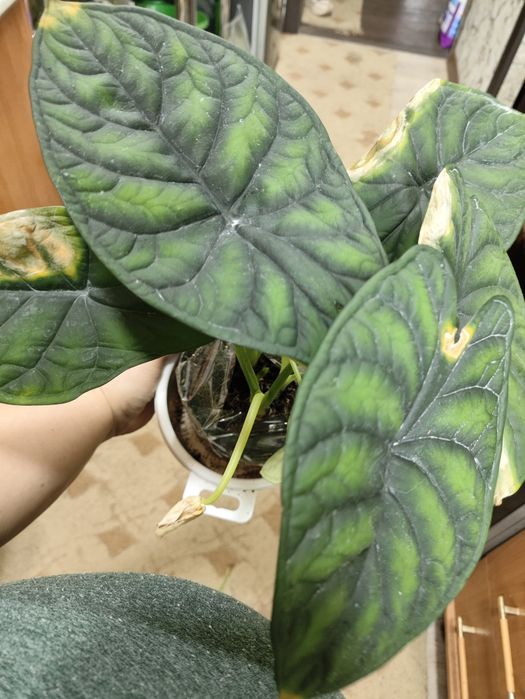 Комнатные растения