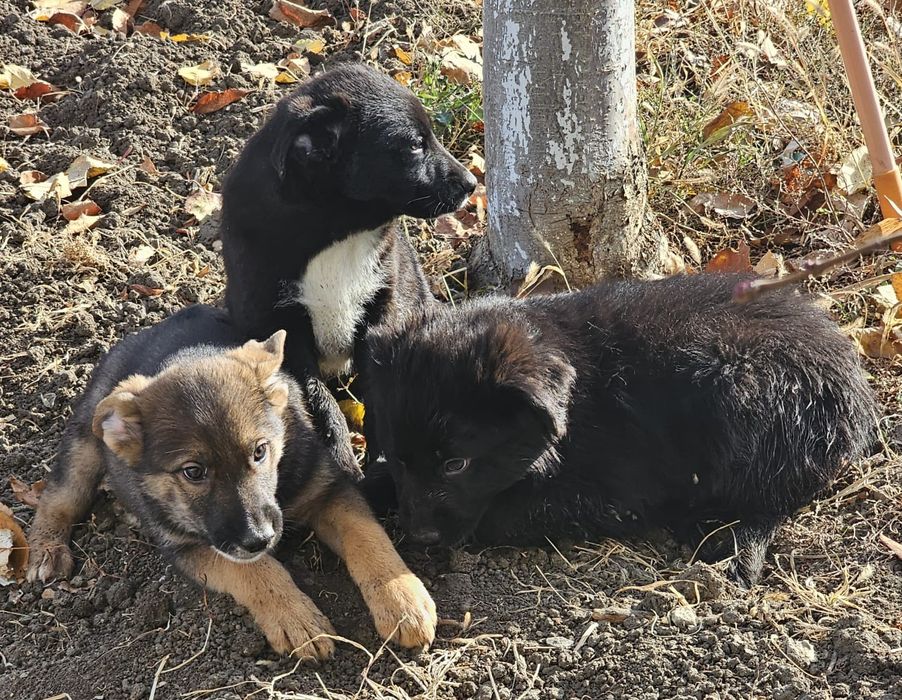 Отдам в хороших добрых рук щенки бордер колих рук щенки бордер коли