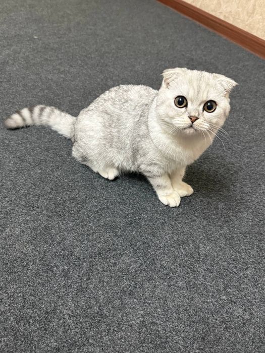 Viyazka. Toza qonli shinshilla