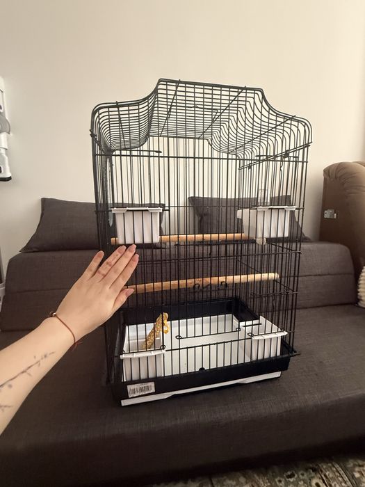 Попугай и клетка