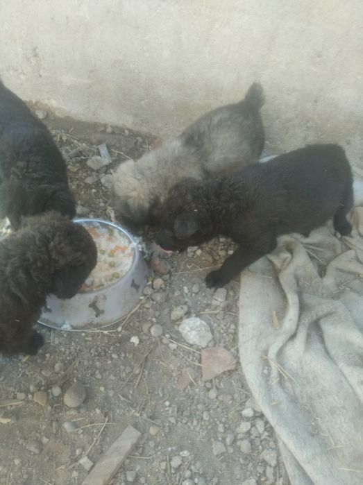 Donez 4 pui de catel