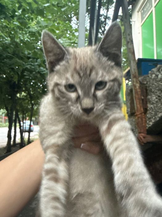 Котенок в добрые руки