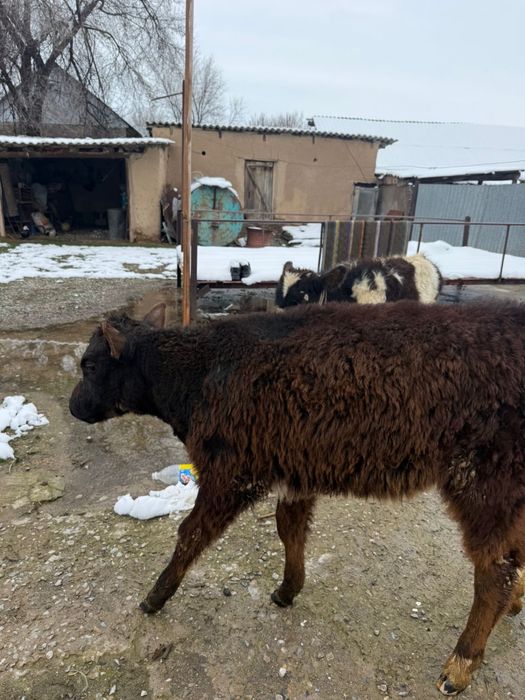 5 айлық ұрғашы бұзаулар сатылады