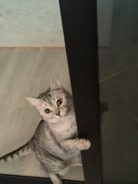 Отдам в добрые руки кошечку Луну