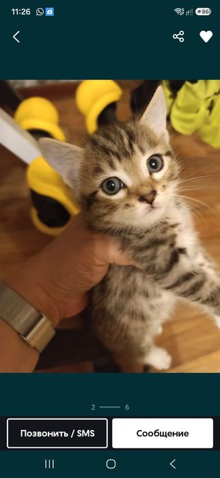 Котенок ищет семью и личный диван!