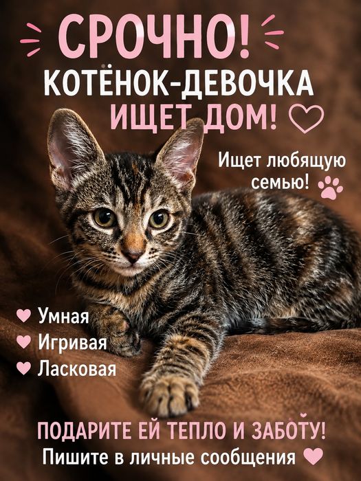 Срочно в добрые руки пушистое чудо!
Милая, ласковая и очень кра