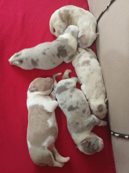 Американско були класик