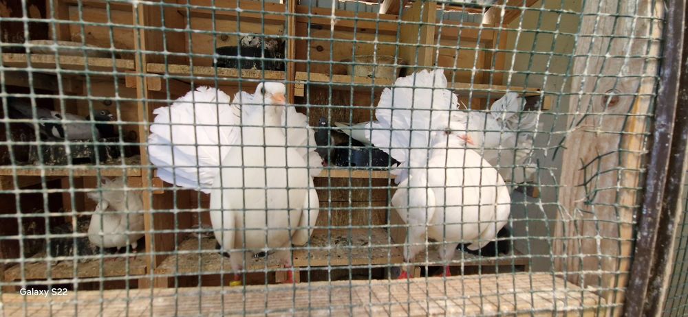 Porumbei voltati tineri