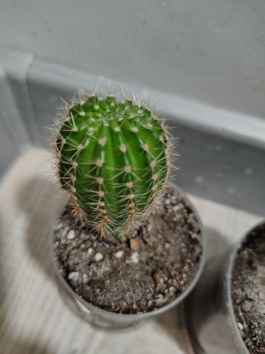 Кактус суккулент