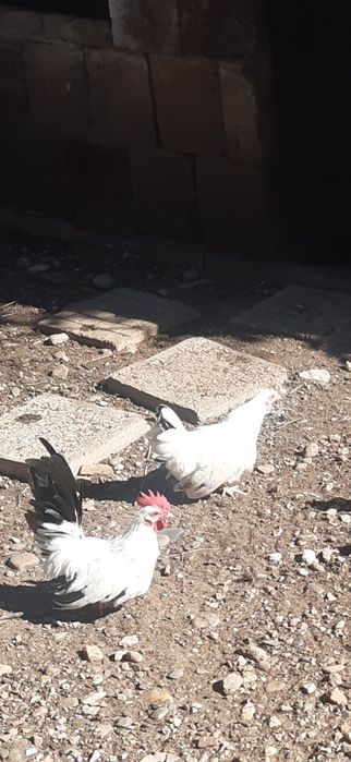 Чифтове шабо.Уникални.