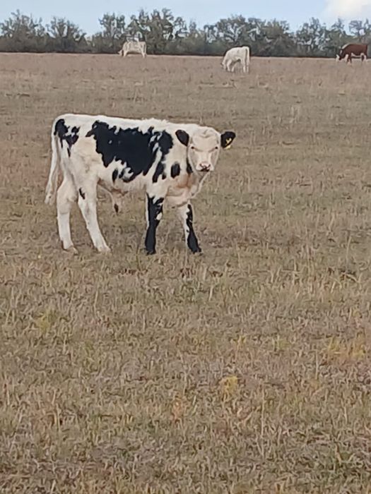 Потсос бызау 12 бас