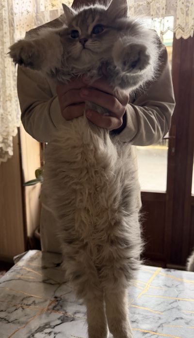 Mushukcha sotiladi,  Shinshila