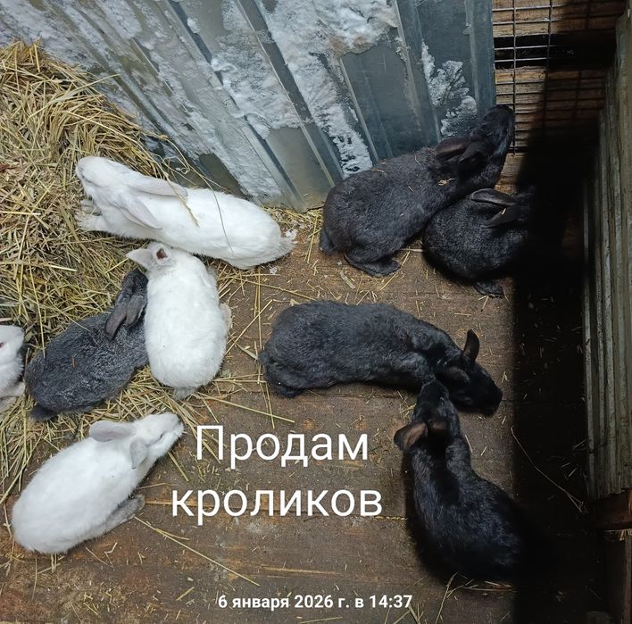 Продам кроликов!!!