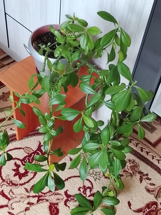 Комнатные растения 500 тенге