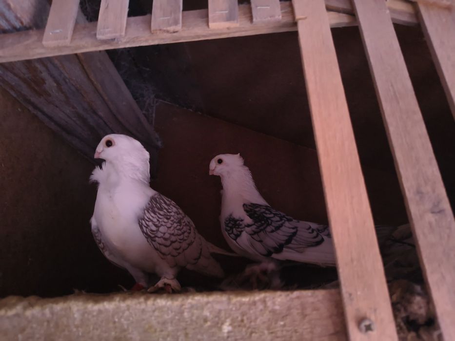 Vand porumbei  curcani satineti și moțați