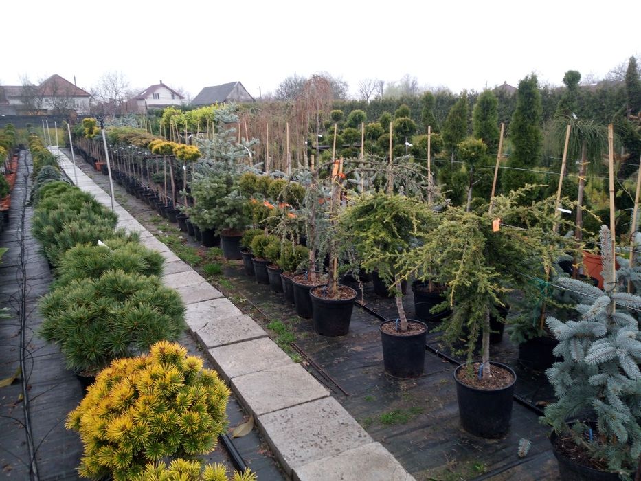 Tuia spirala,pon pon,