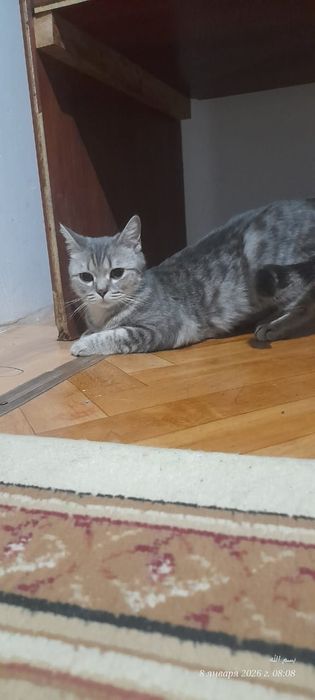 Кошка ищет дом девочка пародистая