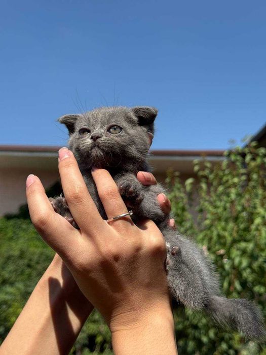 Котята скоттиш-фолд\страйт