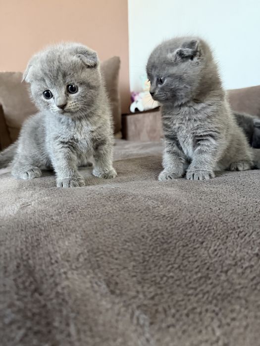 Британски котета