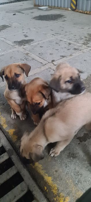 Отдам щенят, на охрану, или на частную территорию.