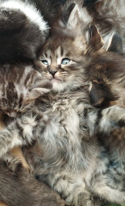 Продам котенков. Мальчик и девочка вислоухие порода