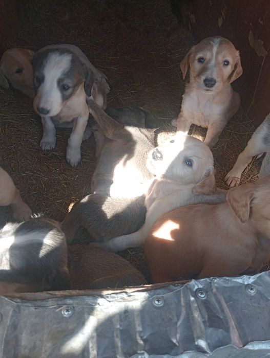 Шенки тазы продам