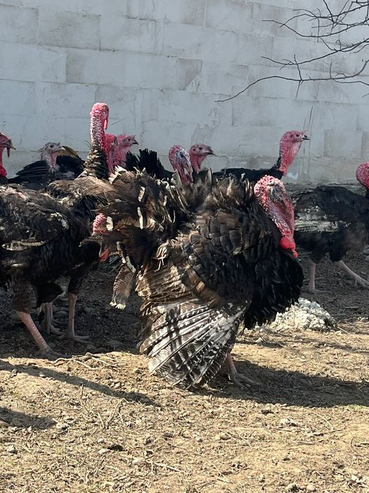 Индюки бронза би 708