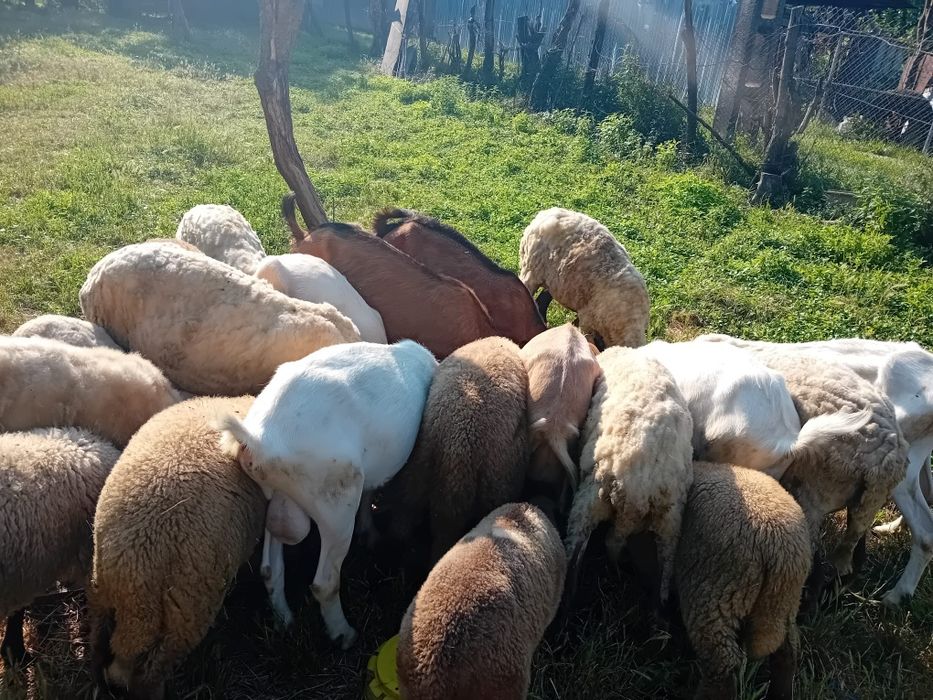 Animale de vanzare