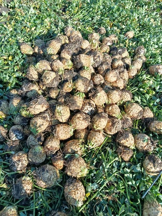 Țelină de vânzare