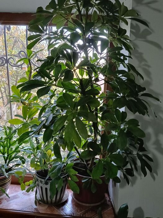 Цветы в  горшках