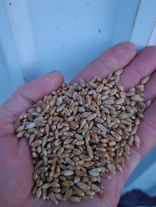 Продам  пшеница 4 класс в мешках