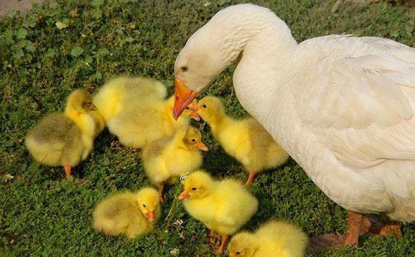 Продаются гусята