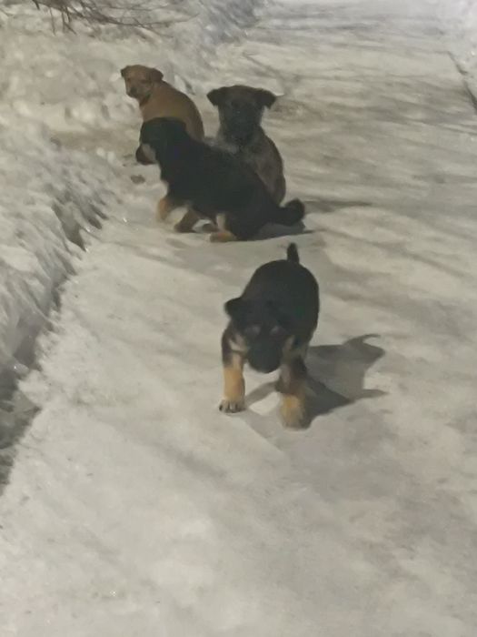 Отдам щенят 1 месяц.