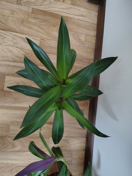 Традесканция Рео