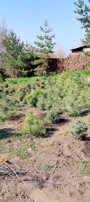 Продам Ёлку своя