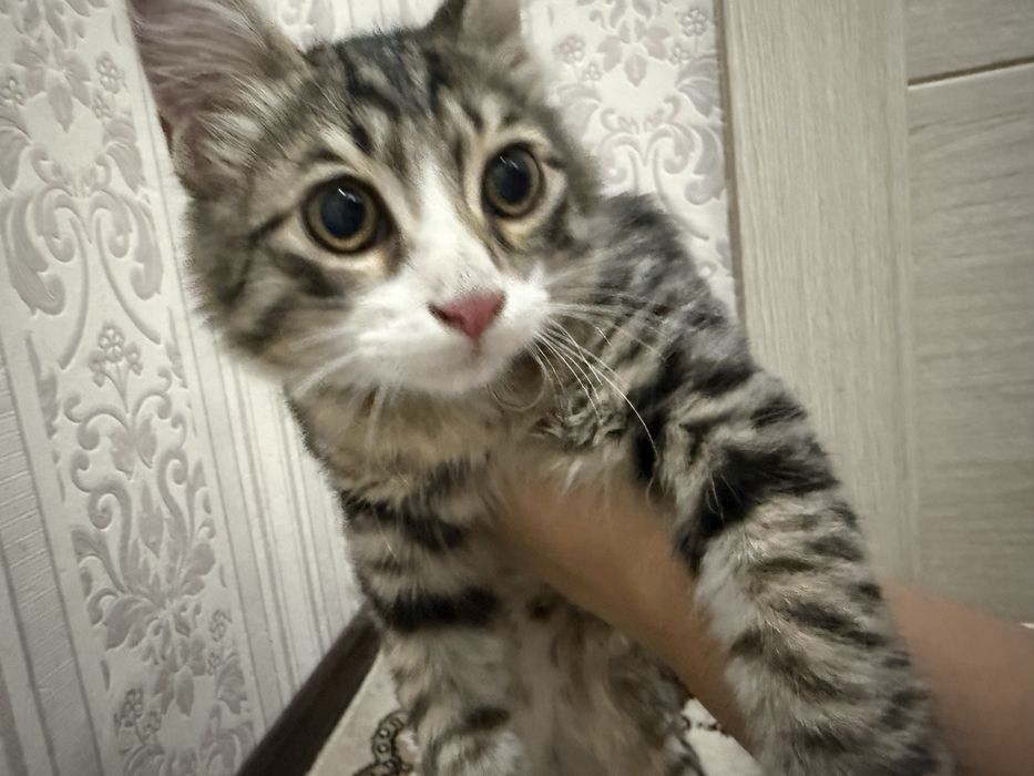Домашний Котик ищет дом.