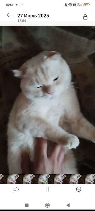 Пропал кот имя снежок цвет глаз голубой золотистые уши спина хвост