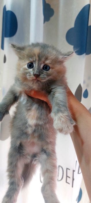 Котята отдам даром