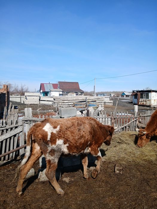 Продам коров, много