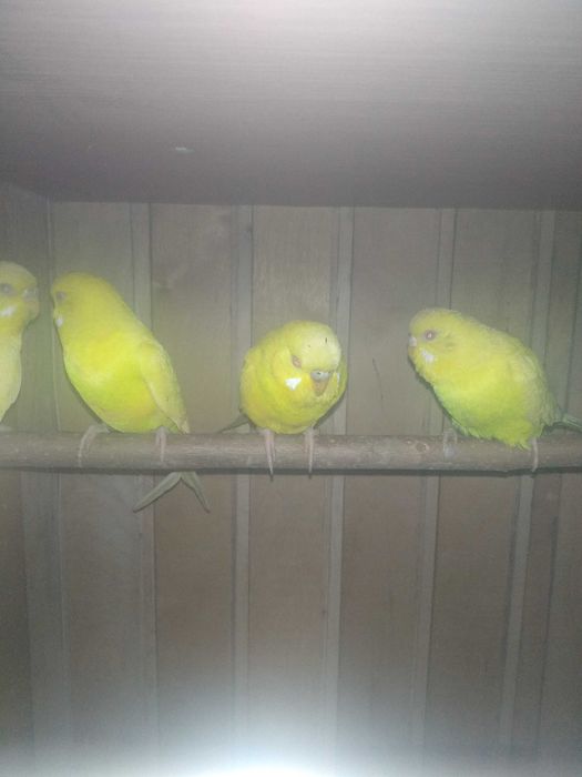 Qushlar sotilad arzon narxda