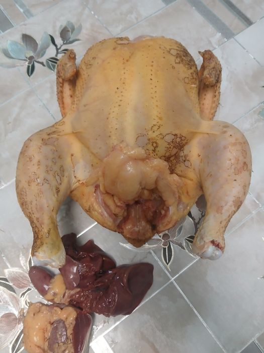 Домашние куры  тушки