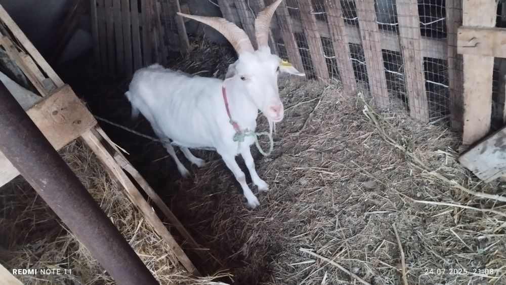 Заненский ешки..