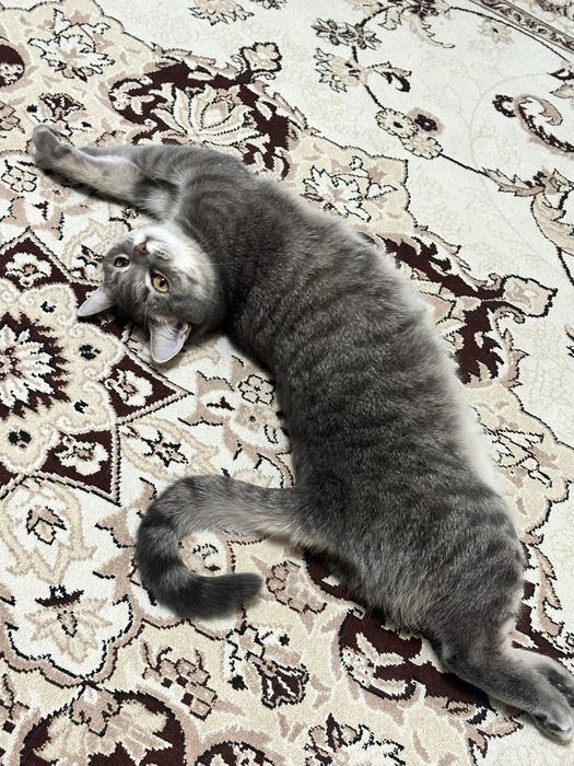 Отдам бесплатно кошку