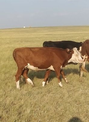 Продам скот Цена Договорная